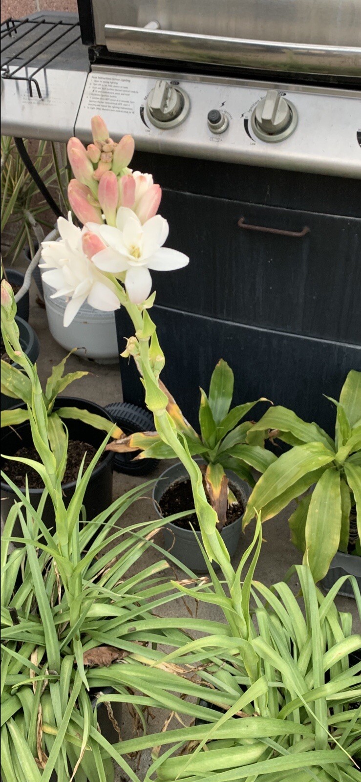 2 Bulbs 2/3 Baby’s Or+ S/M Mixed Rooted & Sprouted Tuberose Bulbs Ready To Plant