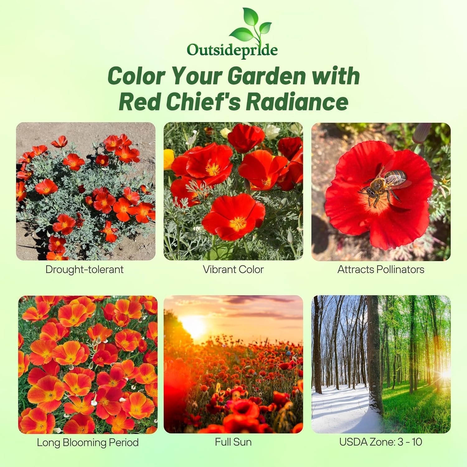 5000 Seeds Red California Poppy Flower Seed For Planting | Seeds For Xeriscaping