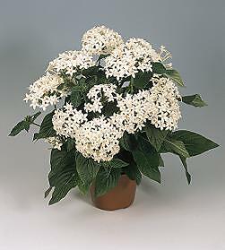 Pentas Graffiti White 100 seeds