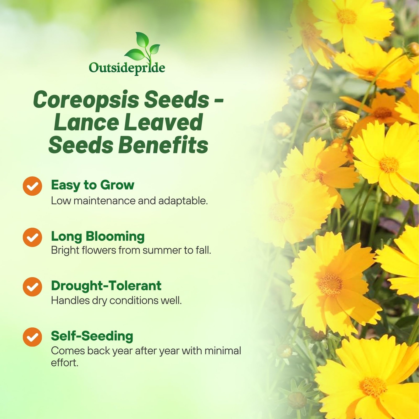 Lanceleaved Coreopsis Seeds 5000 Pcs Perennial, Humidity & Drought Tolerant …