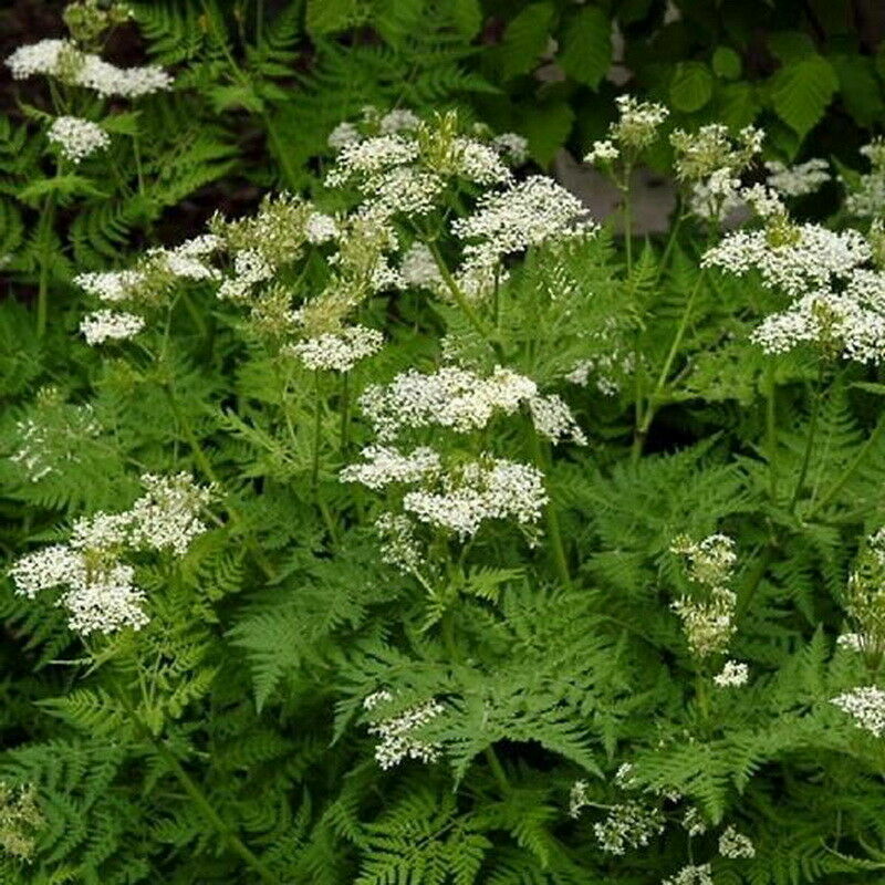 250 Anise Seeds Garden Herb Heirloom