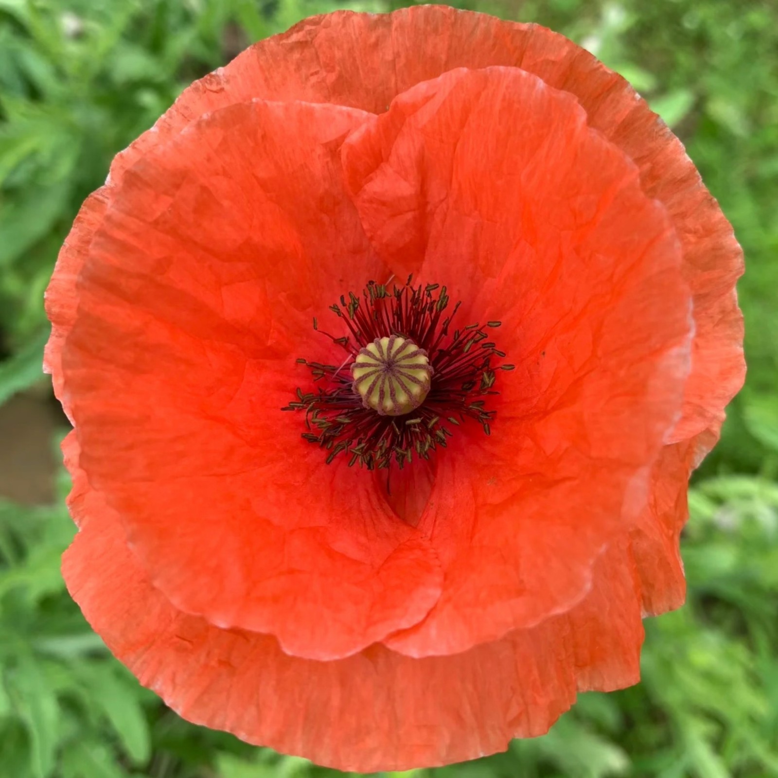 1000 Red Poppy Seeds – Classic Papaver rhoeas for Natural Meadows & Gardens