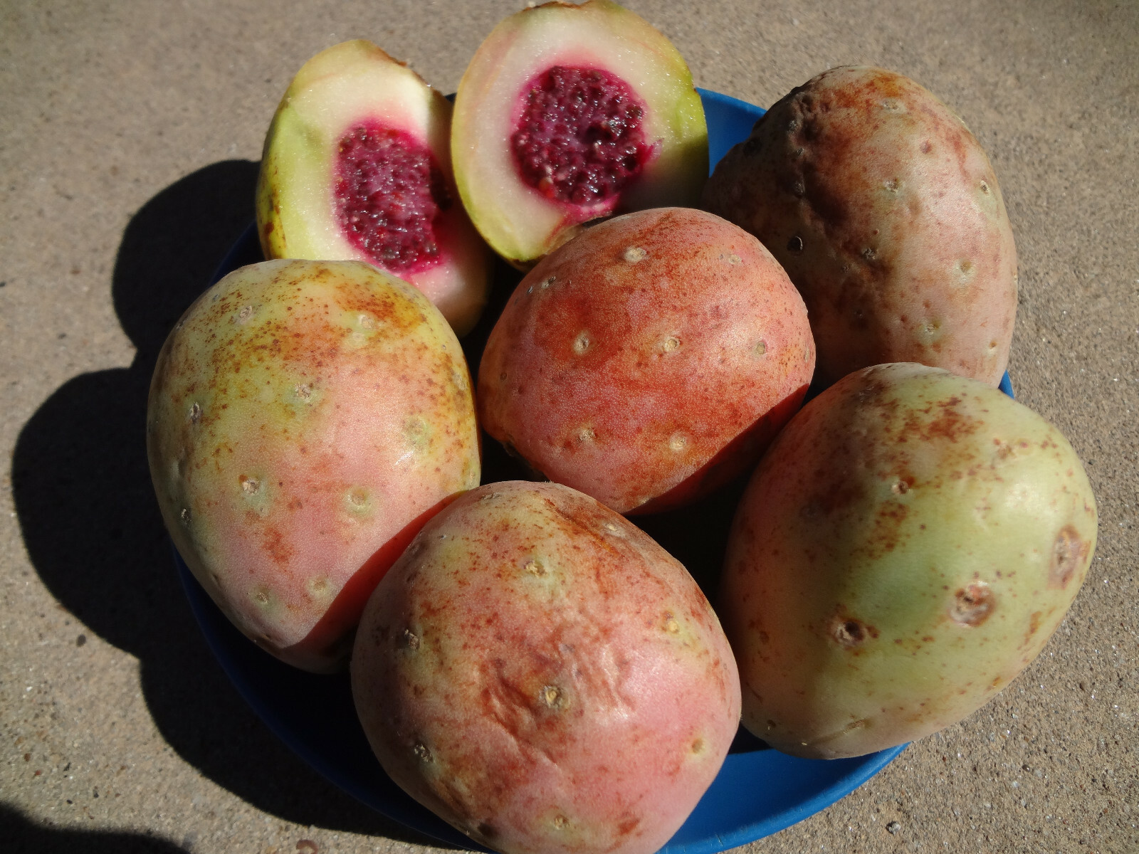 XOCONOSTLE OPUNTIA MATUDAE PUEBLA VARIETY 12 Specially Scarified-Treated SEEDS