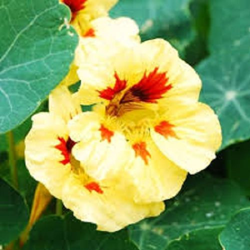 30+ Nasturtium Peach Melba Flower Seeds / Long Blooming Reseeding Annual