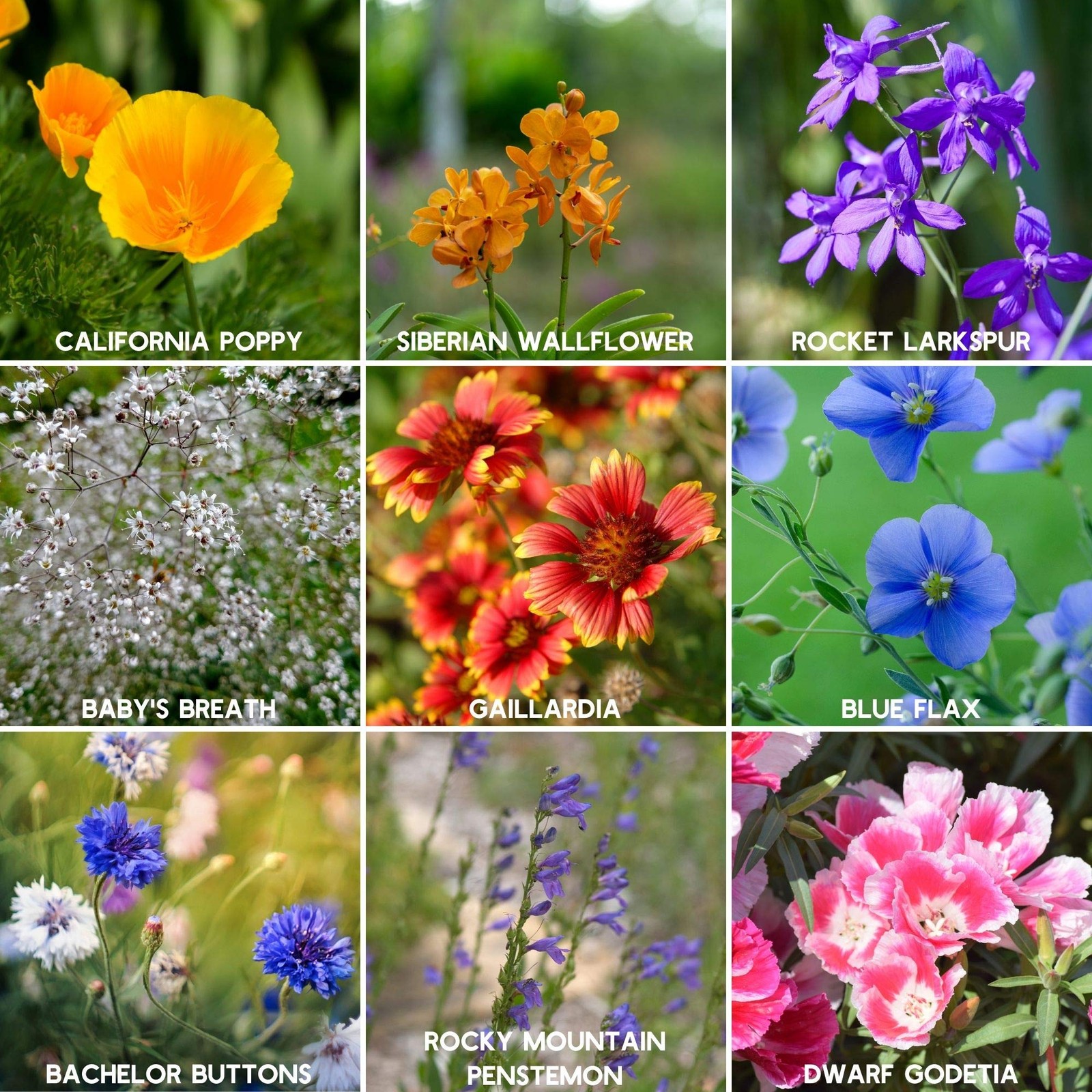 Rocky Mountain Wildflower Seeds Mix, 2 oz – 80,000+ Non-GMO Pollinator Varieties