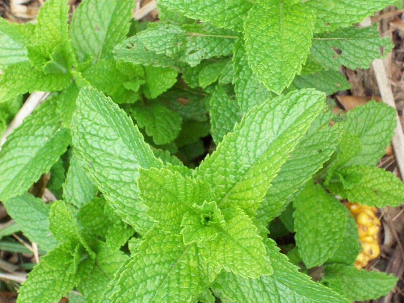 Mentha Spicata Spearmint Seeds, Grow Your Own Mint Plants, Tracking Included