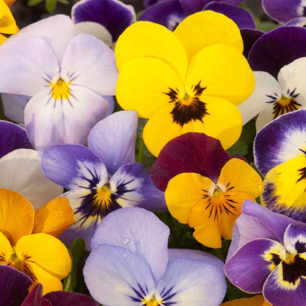 1000 Seeds Pansy Seeds – Velvet Pansy Flower Seed Mix