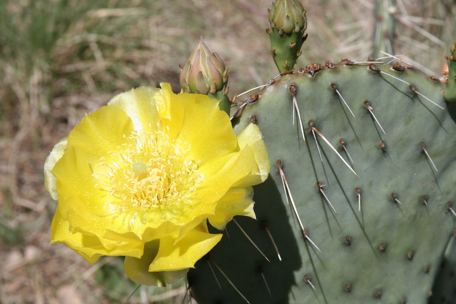 TEXAS PRICKLY PEAR CACTUS (TUNA) SEEDS – OPUNTIA ENGELMANNII