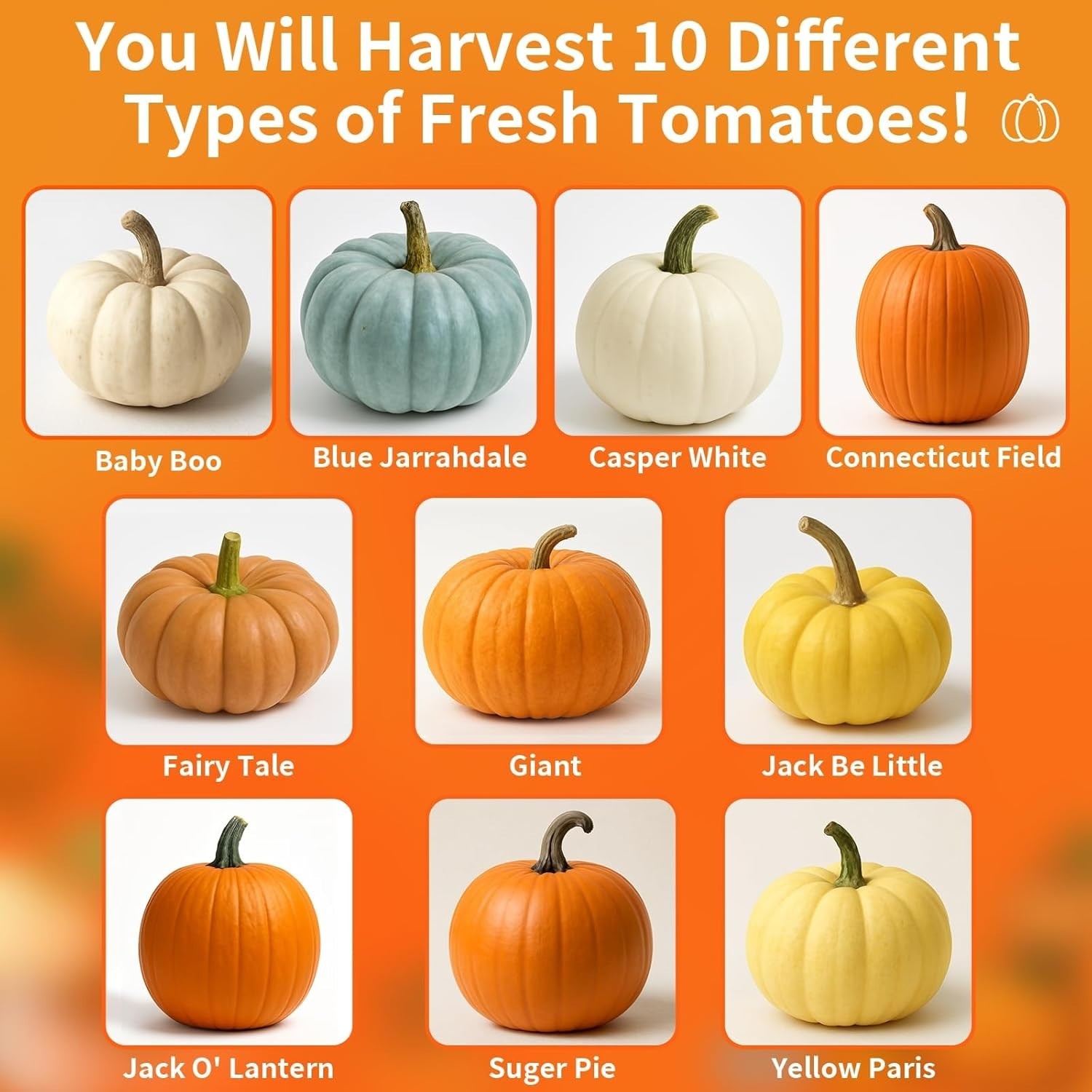 Pumpkin Seeds 10 Variety Mix 100 Heirloom Non GMO Home Grown Planting Vegetable