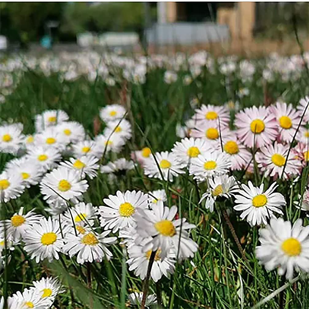 No Mow Flowering Lawn Grass Seed – !/4 Pound