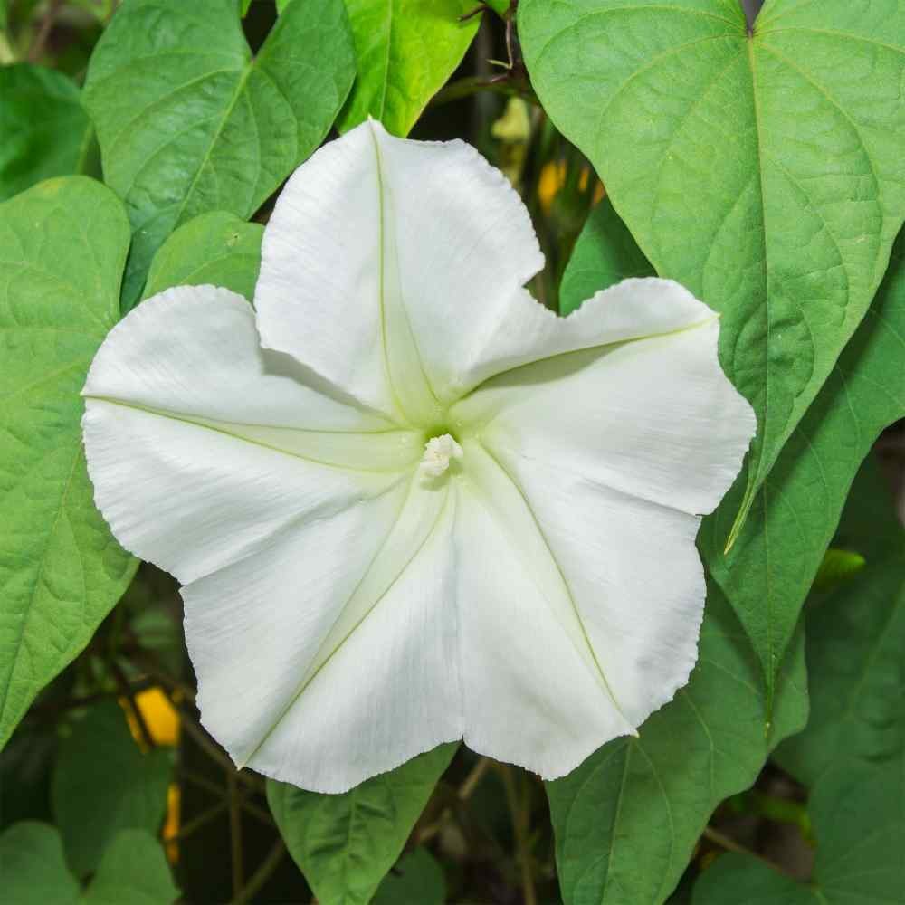 1 LB Moonflower Seeds – Moon Vine Ipomoea Alba Flower Seed