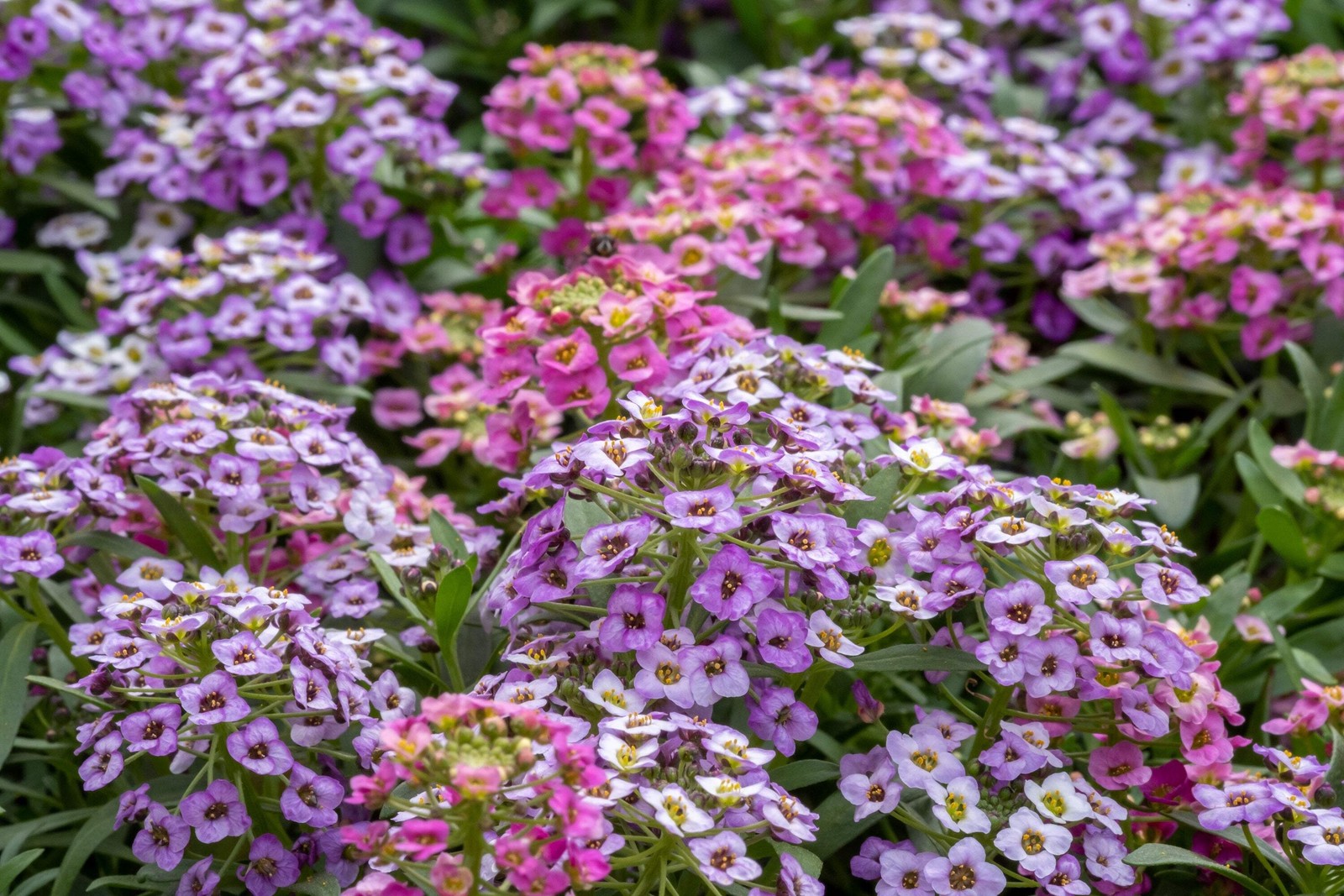500 Sweet ALYSSUM PASTEL CARPET MIX Lobularia Maritima Flower Seeds *Comb S/H