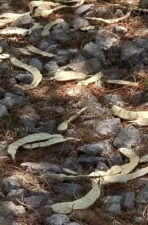 Hybrid Mesquite Tree Pods, Neltuma x: (9) Fresh 2025 Seed Pods