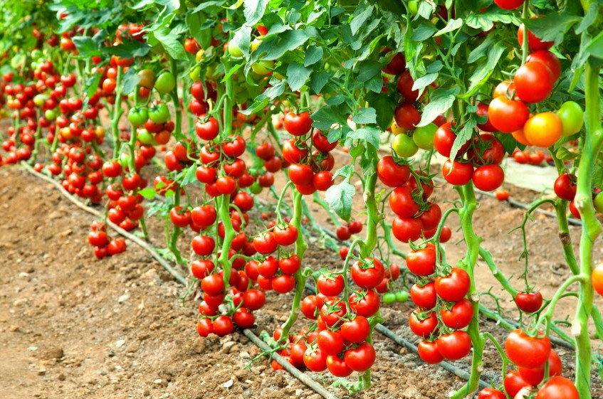 10+ Early Cascade Tomato Seeds – Heirloom – Organic – NON GMO ————- RARE