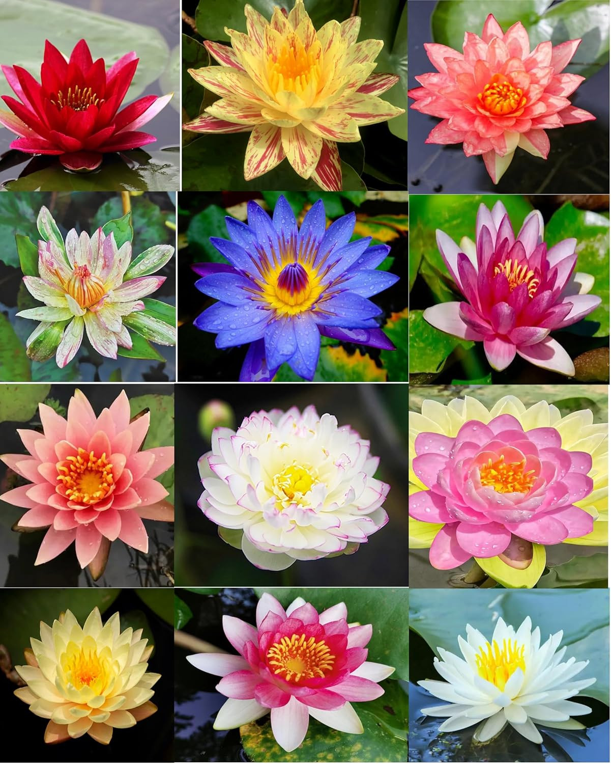 30 PCS Bowl Lotus Seeds Bonsai Lotus Seeds for Planting Water Lily Pink Purple R