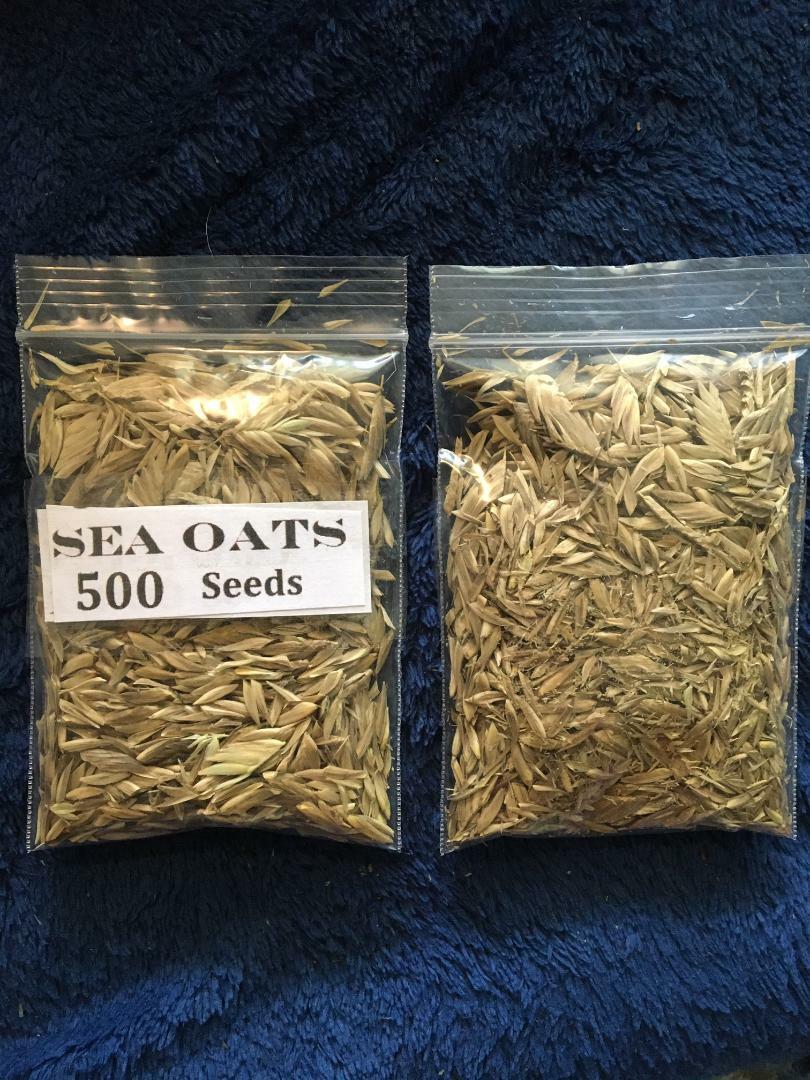 1000 Seeds of Wild Sea Oats Southern Coastal Beach Grown USA Seller