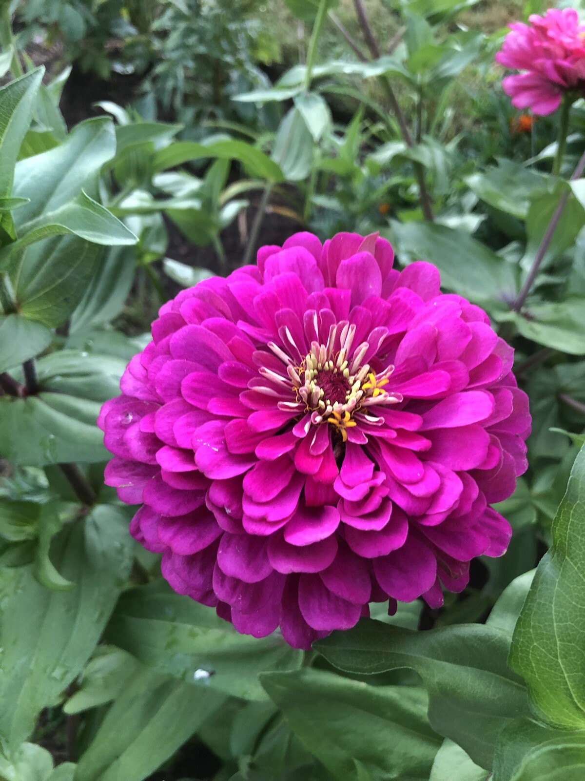 Stunning zinnia’s Mostly Pinks seed Mix😍 50seeds