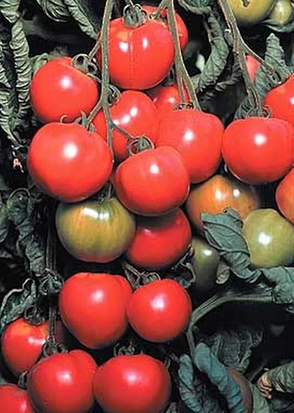 120+ Early Cascade Tomato Seeds – Heirloom – Organic – NON GMO ———— RARE