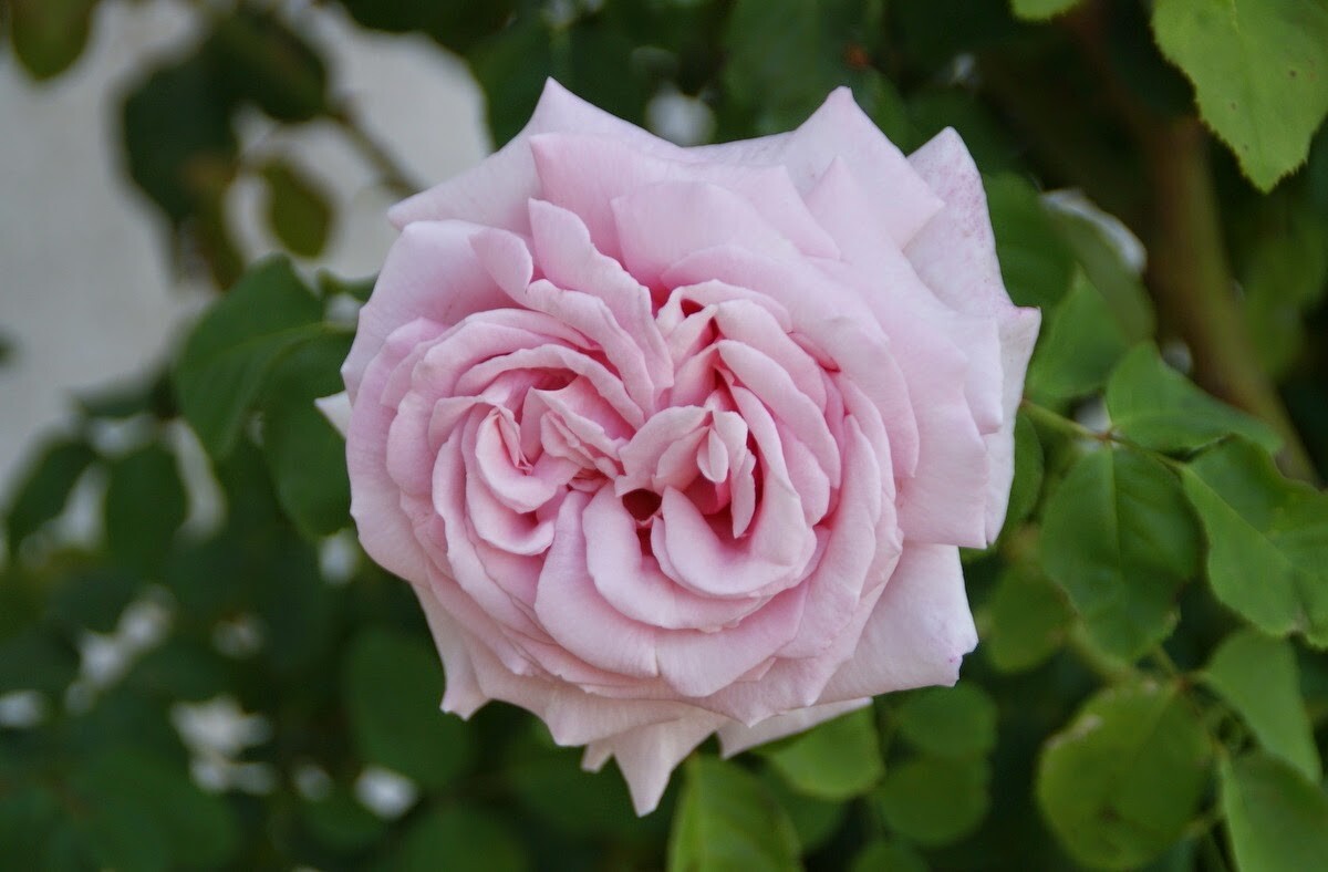 5 (Five) cuttings of ROYAL HIGHNESS ROSE 8-10″ for propagation (very fragrant)