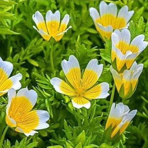 Meadowfoam Flower Plant Seeds Limnanthes Douglasii – Poached Egg Plant Seeds
