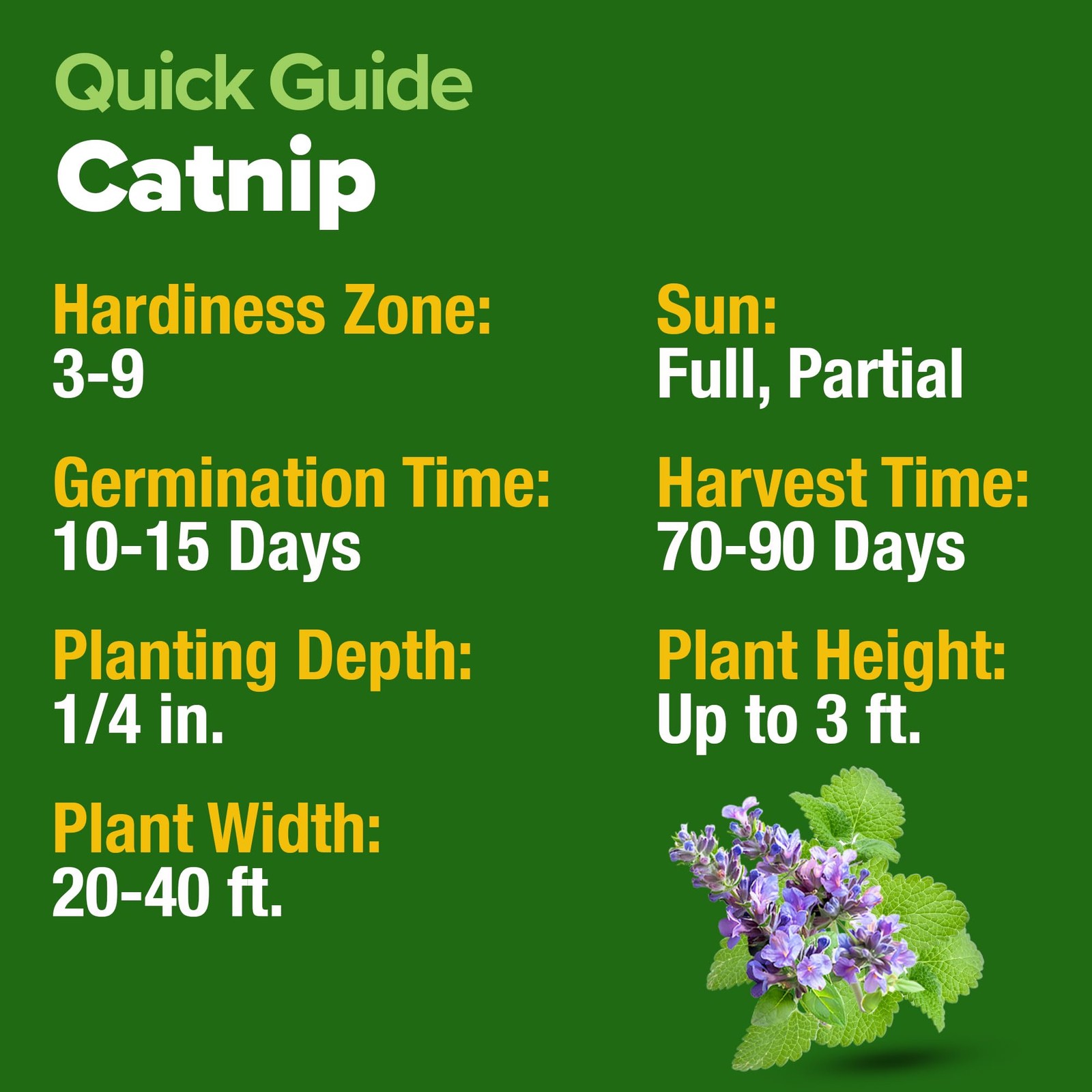 Non GMO Catnip Seeds Bulk Pack Heirloom Herb 2,116 Seeds Indoor or Outdoor S…