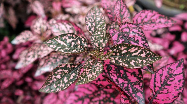 8 Hypoestes Pink Polka Dot Houseplant Seeds