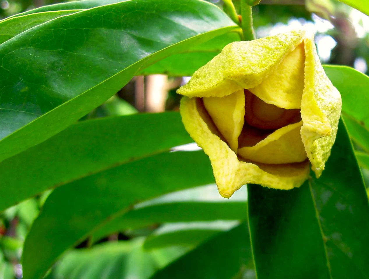 Soursop Tree Seeds – For 2026 Planting Graviola Guanabana Pignon Corossol