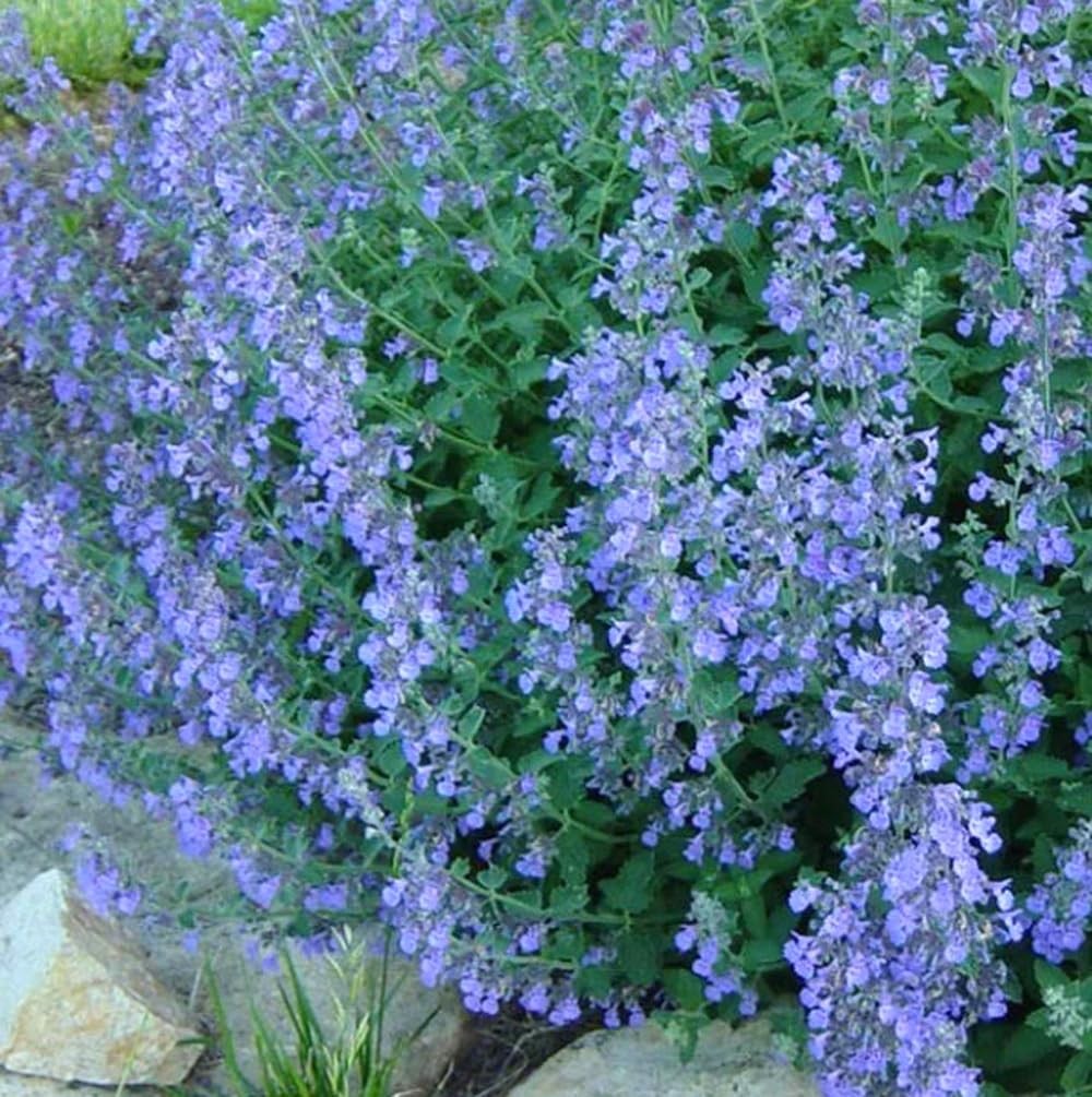 200PCS Catmint Lavender Blue Heirloom-Perennial-Non-GMO Seeds