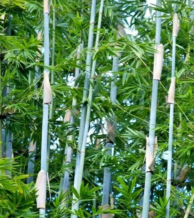 10 TROPICAL BLUE BAMBOO SEEDS – (Bambusa chugii) Coverage Landscape Privacy