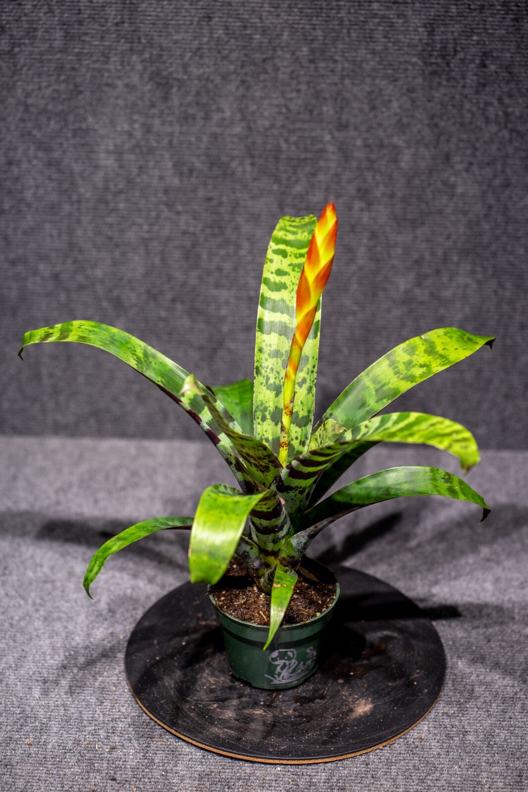 Bromelia – Vriesea Splenreit 6″ pot – Live plant