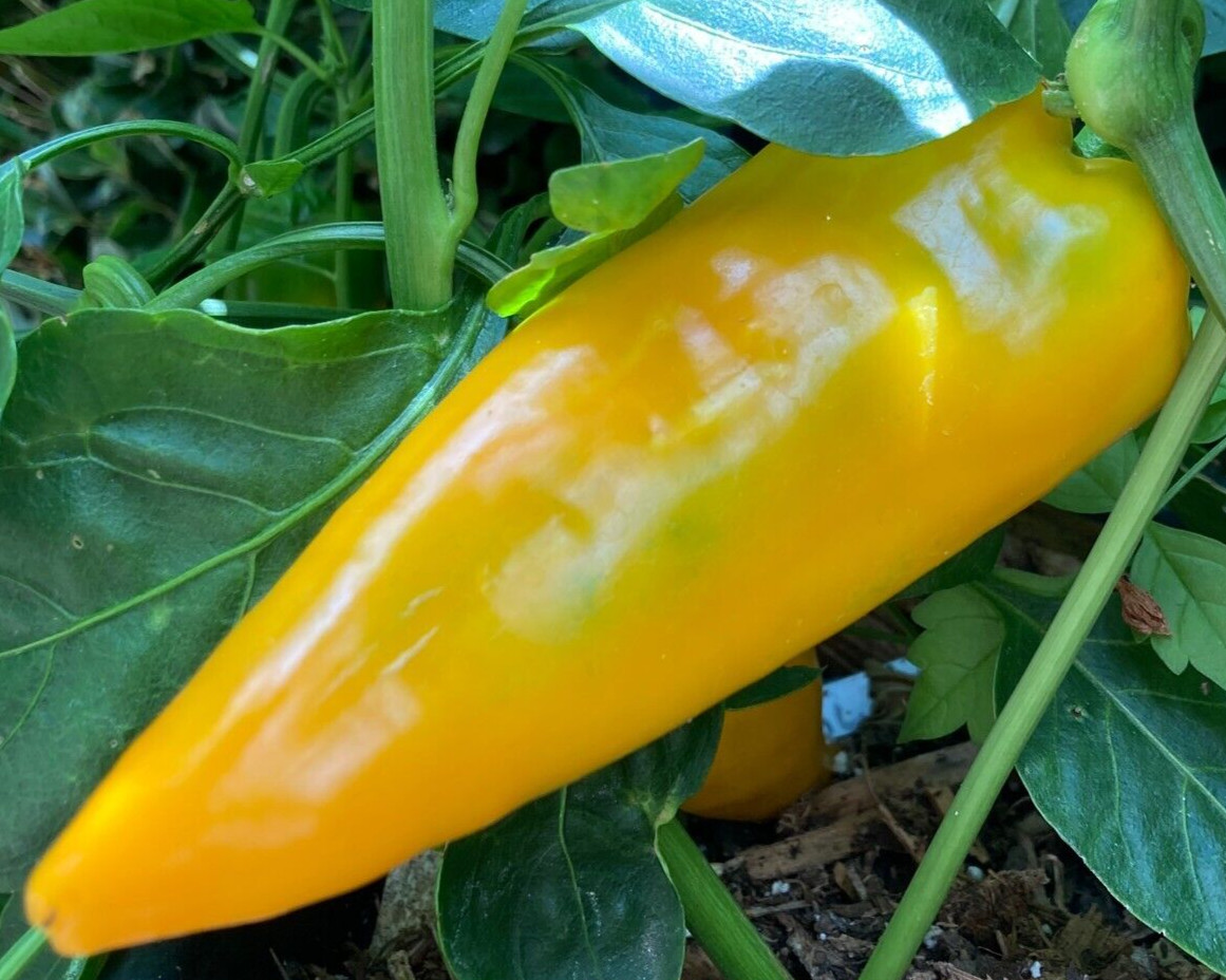 20 Fresh Sweet Golden Marconi Premium | NON-GMO | Pepper Seeds-B 30