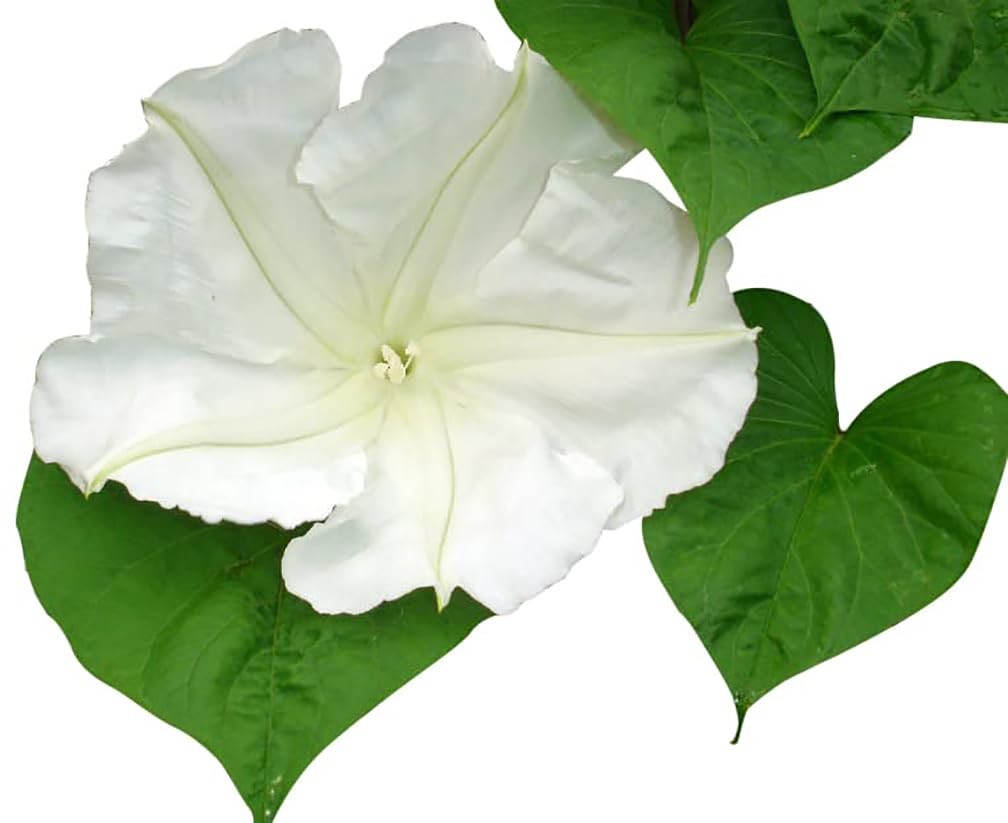 White Moonflower – Fragrant, Evening Blooming Vine Seeds white