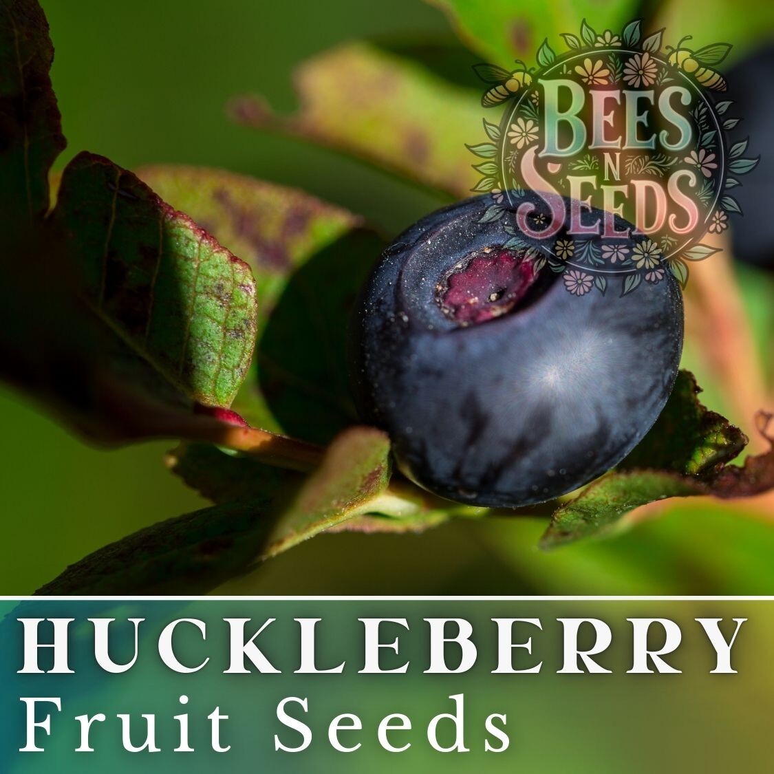 Azure Huckleberry Seeds 125, 300 or 500 Seeds Flower, Flower Seeds, Non GMO