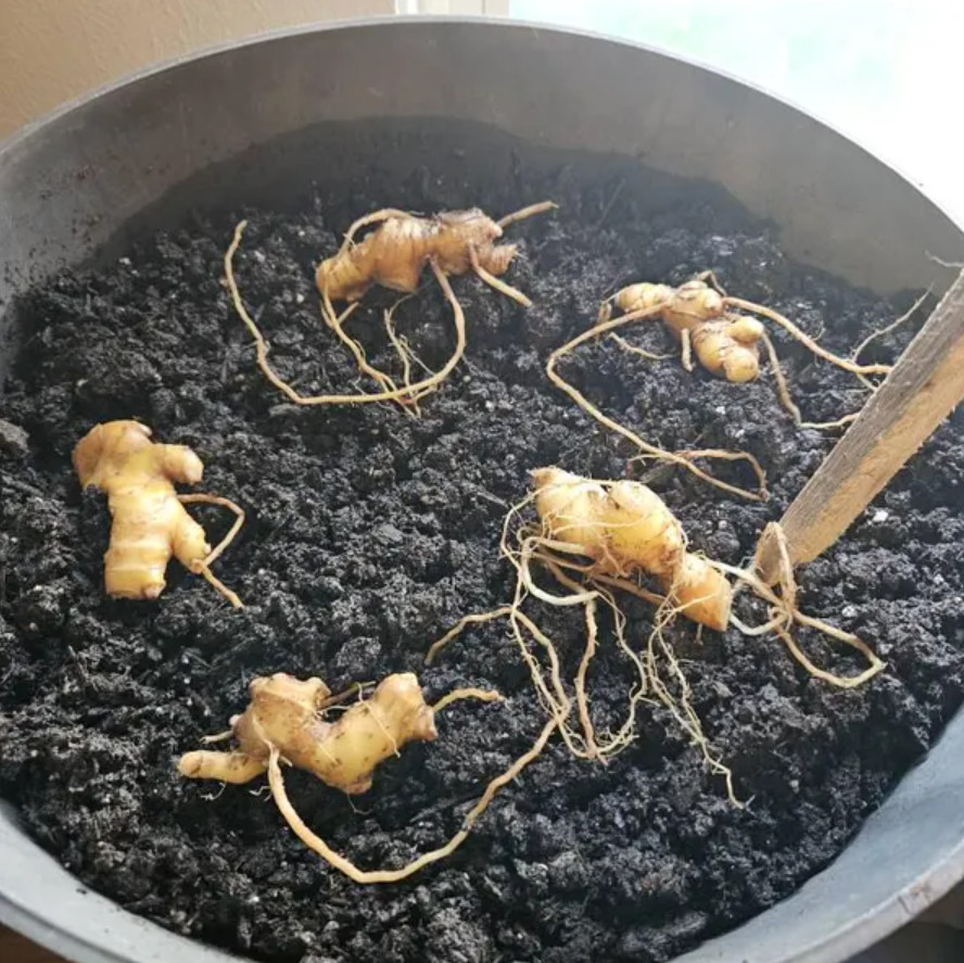 Set of 4 Live Shampoo Ginger Rhizomes (Zingiber zerumbet) – Rhizomes grow-ready