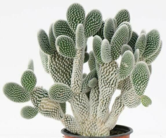 Opuntia macrocentra “Sapphire Wave” Cactus Seeds (100 Seeds)