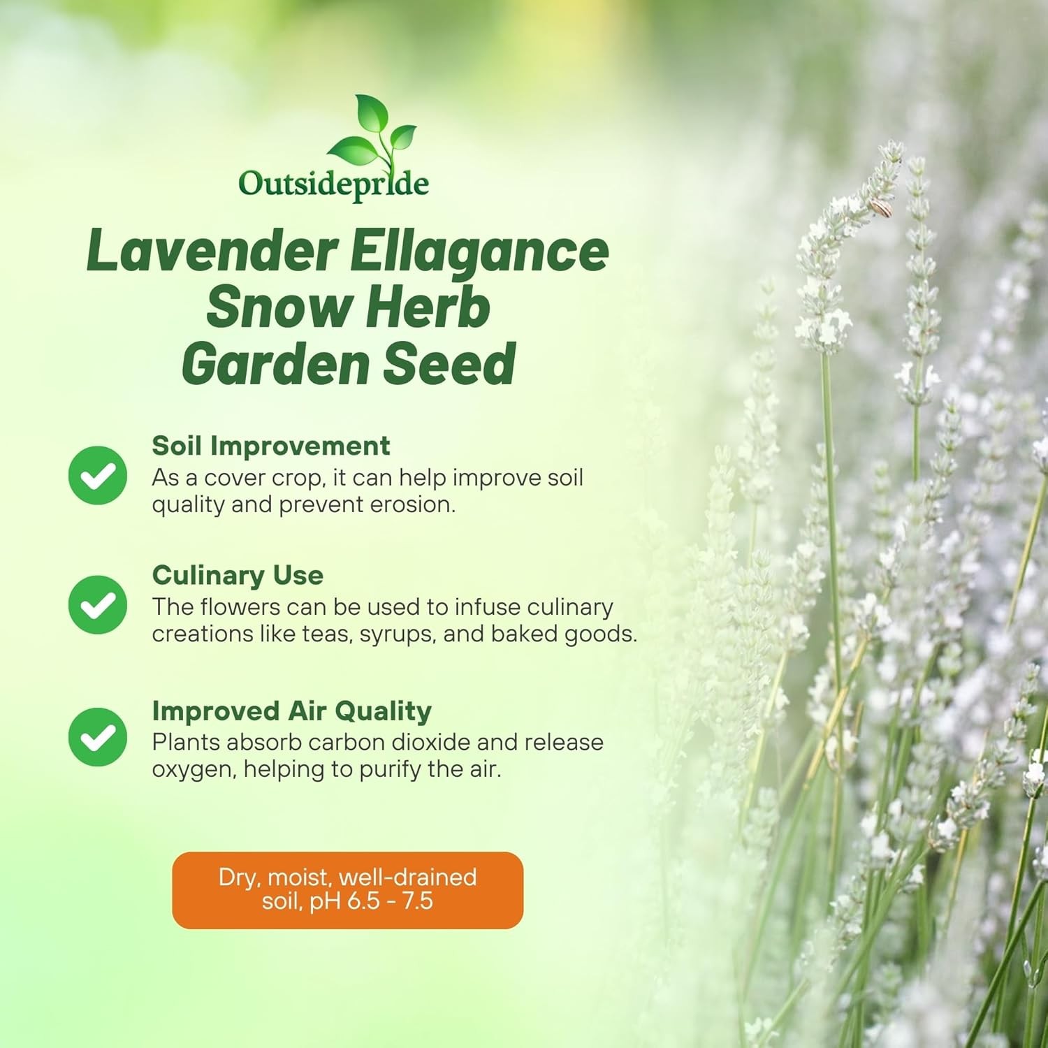 50 Seeds Lavender Ellagance Snow Drought Tolerant Xeriscape Herb Garden Plant