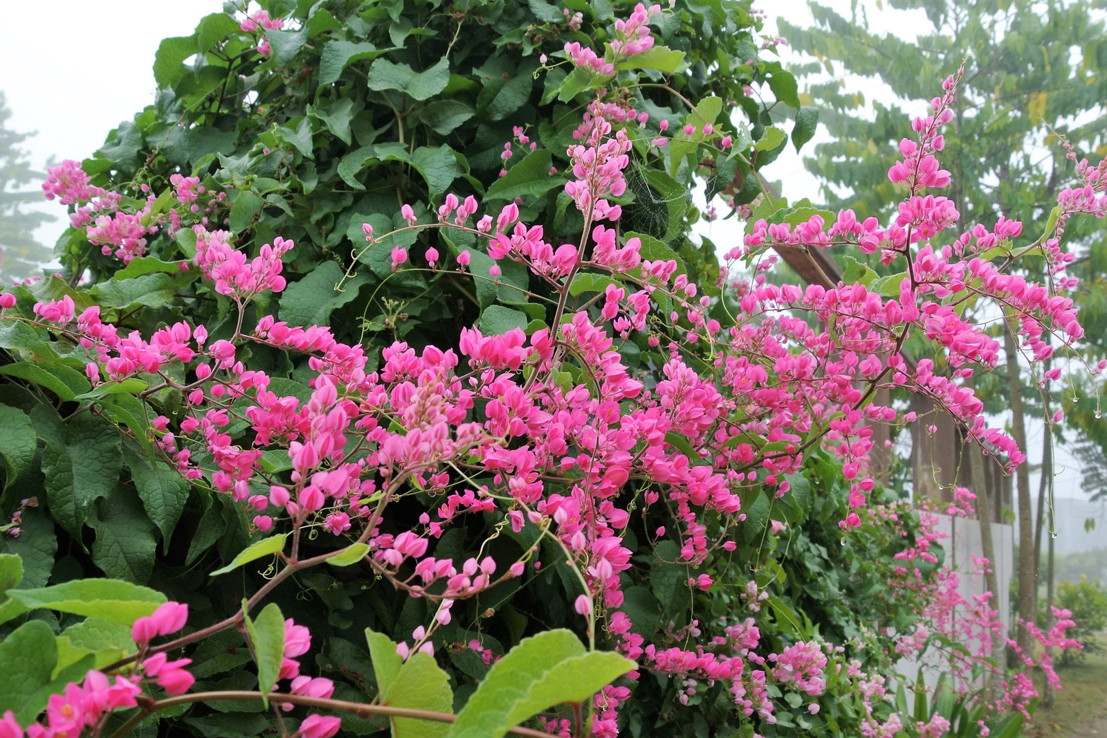5 CORAL VINE Mexican Creeper Chain of Love Antigonon Leptopus Pink Flower Seeds