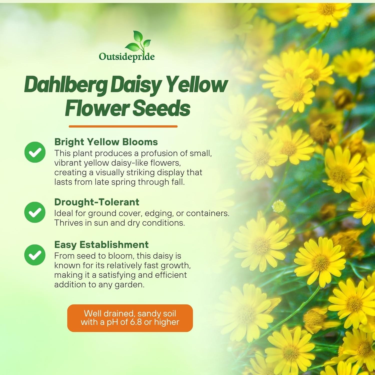 5000 Seeds Dahlberg Daisy Seeds – Thymophylla Tenuiloba Ground Cover Seed