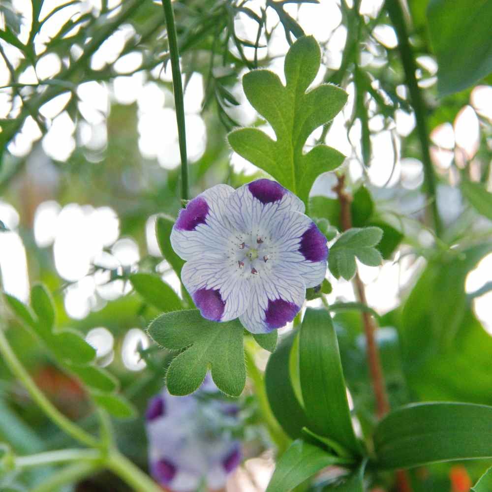 1000 Seeds Five Spot Seeds – Nemophila Maculata Wildflower Seed