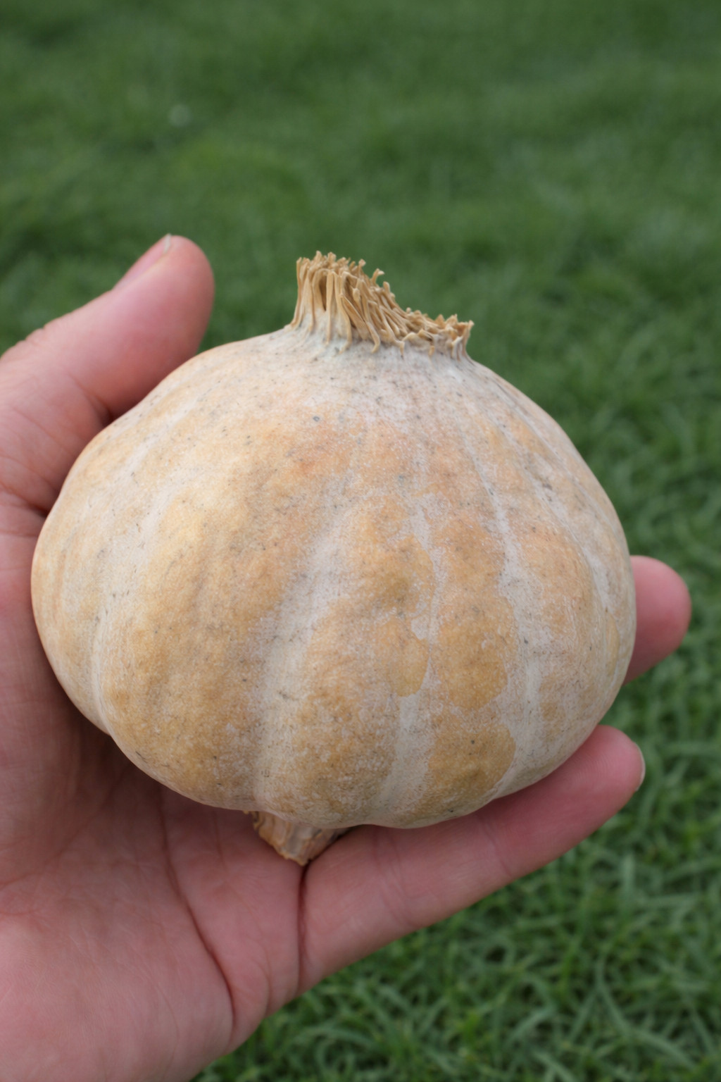 3,000 Rare Giant White Pepperbox Poppy Seeds – P. Somniferum Giant White Blooms