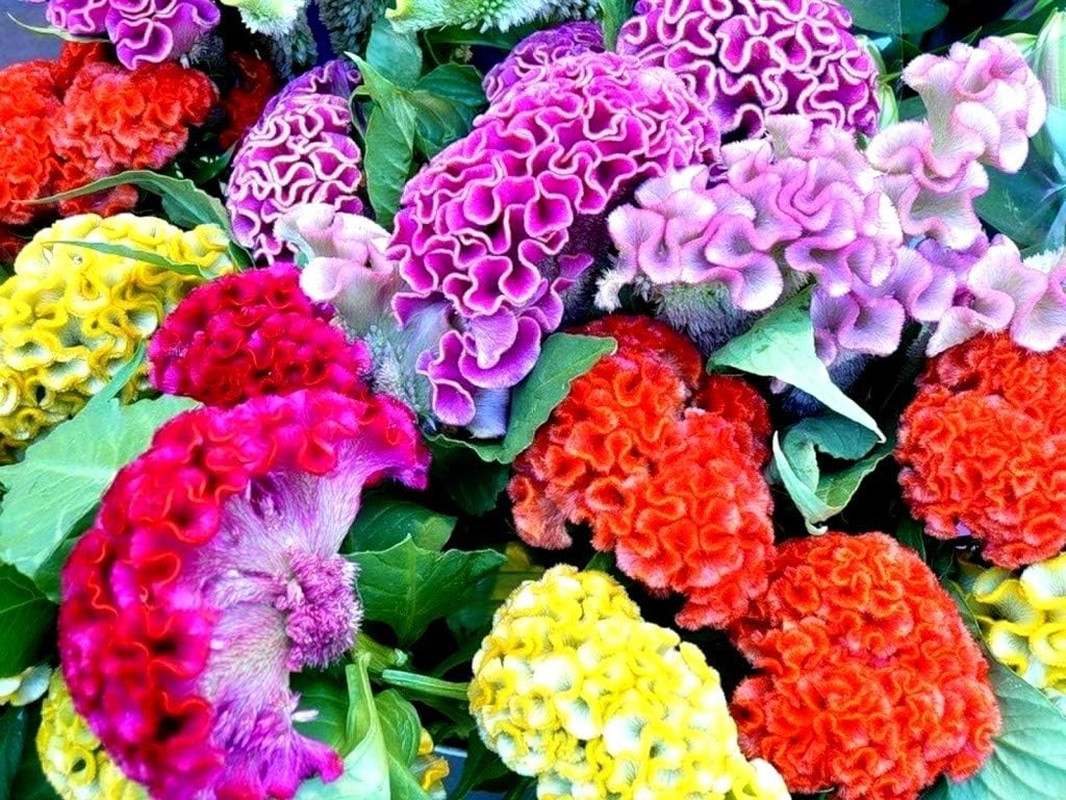 Celosia Cristata Cockscomb Seed Mix 200+ Seeds Woolflowers Mixed Colors Exotic F