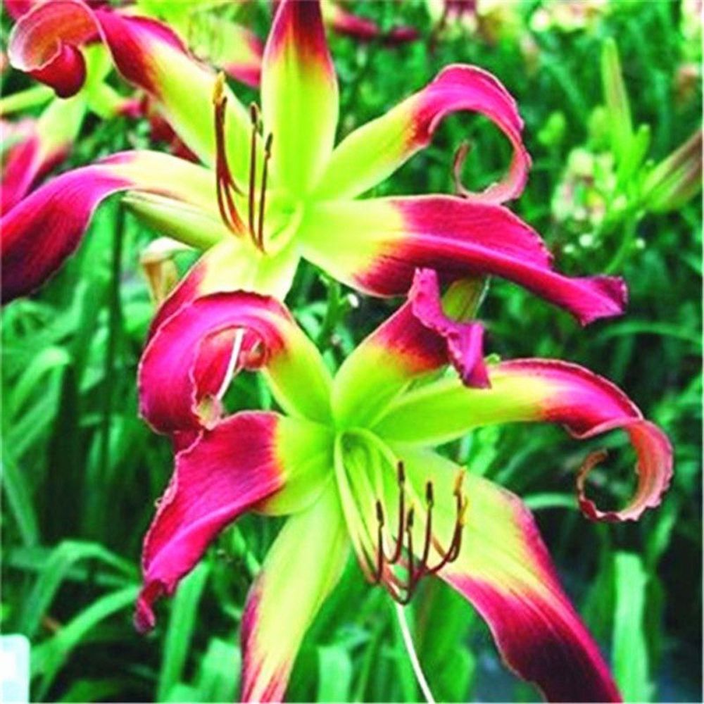 25pc LILY SEEDS Garden Plant Flower rare bloom exotic USA seller B FREE shipping