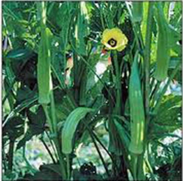 OKRA SEED, CLEMSON, HEIRLOOM, NON GMO, 100 SEEDS, OKRA GARDEN SEEDS