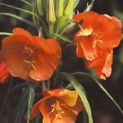50+ SUNSET BOULEVARD EVENING PRIMROSE FLOWER SEEDS /PERENNIAL / OENOTHERA
