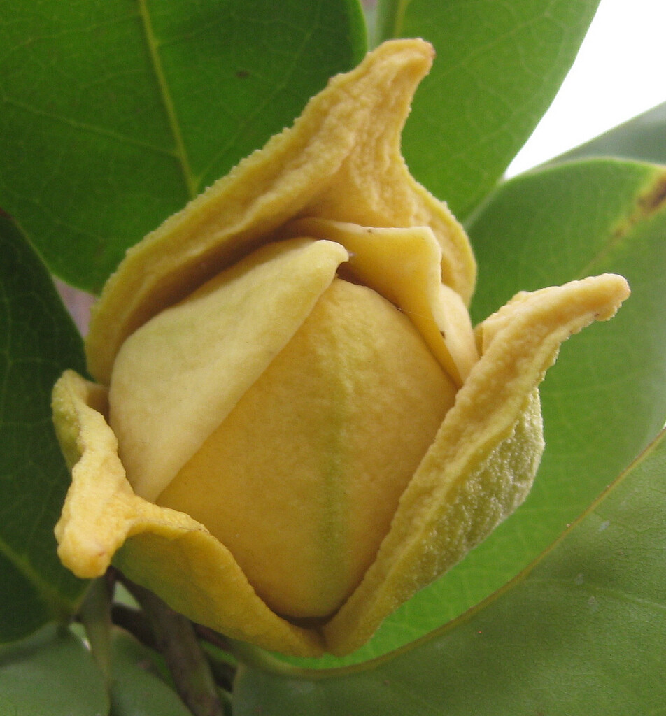 Annona muricata Soursop 10 seeds