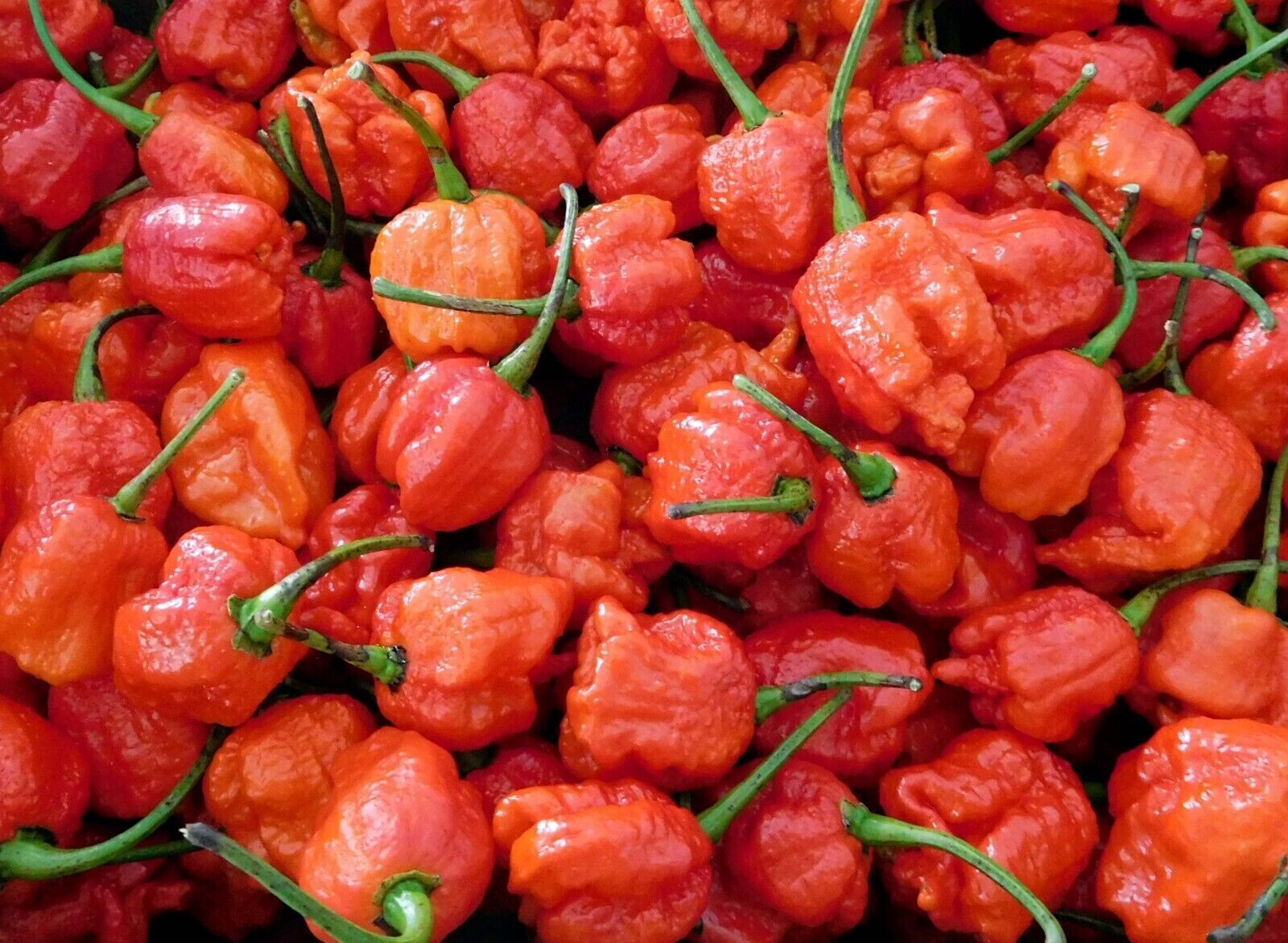 CAROLINA REAPER Pepper Seeds – Super Hot! 25+ seeds Organically Grown in TN