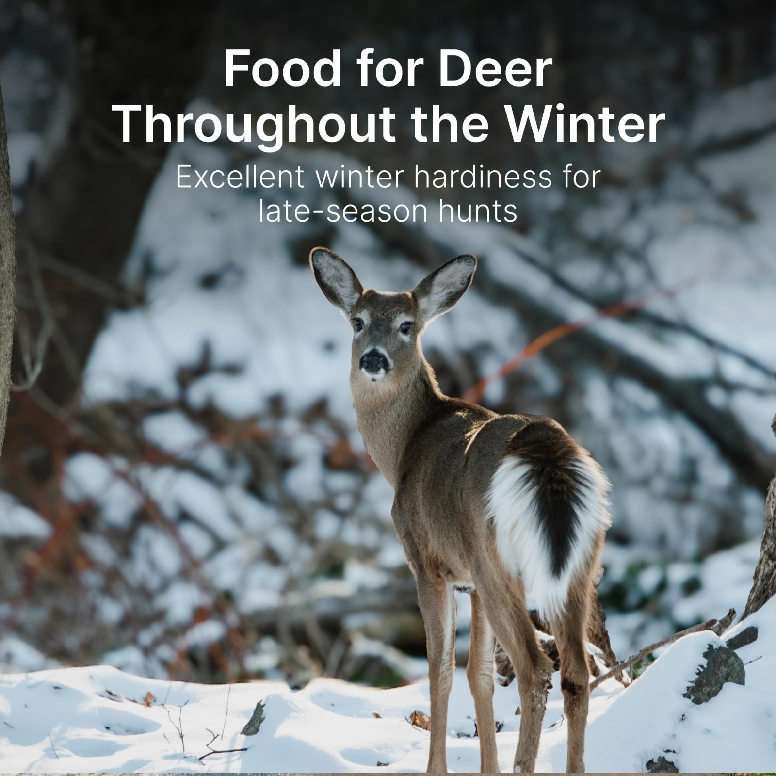 No-Till Alfalfa Food Plot Seeds for Deer | Perennial Seed Mix | 10 lbs – Plant S
