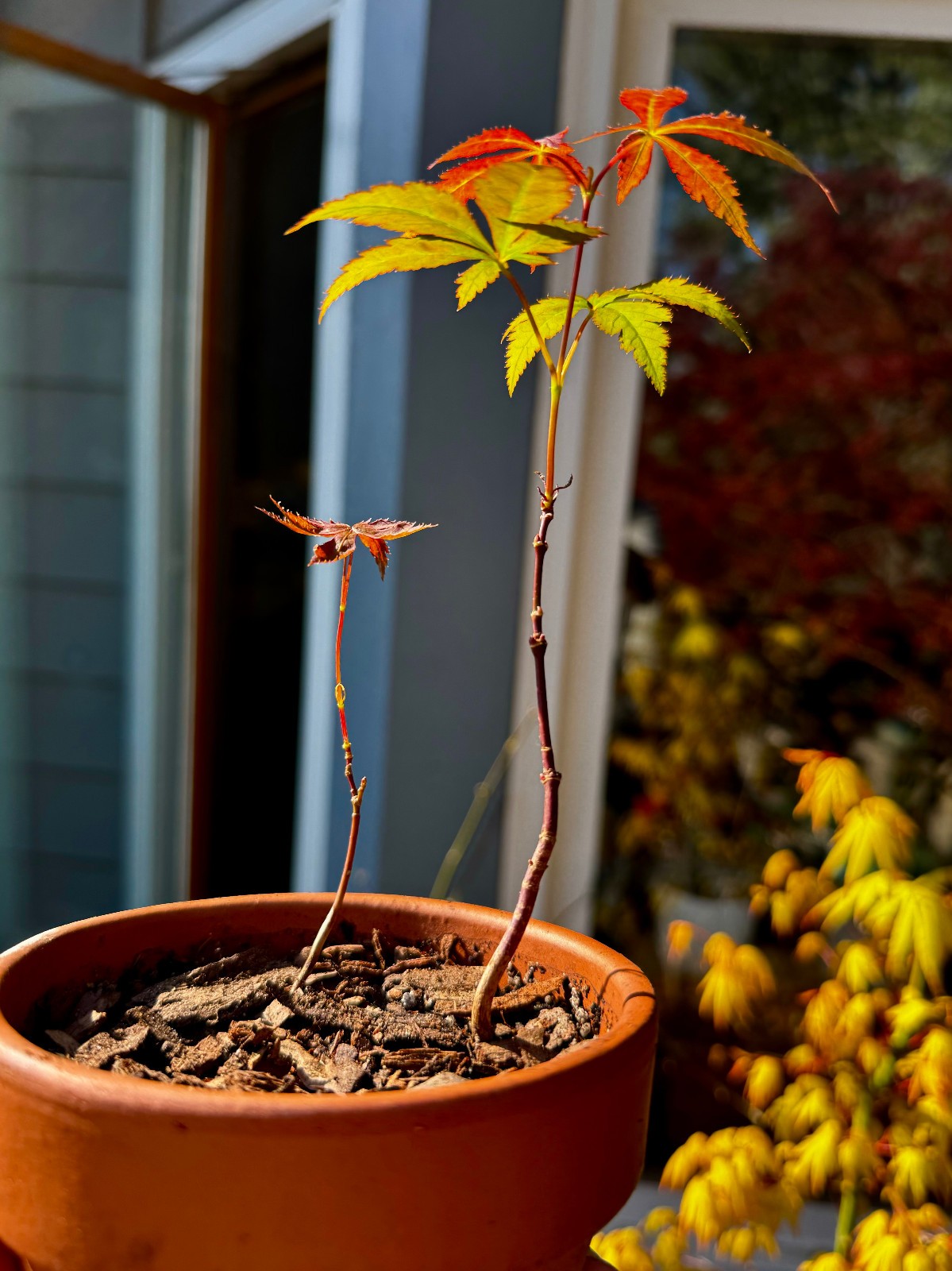 Japanese Maple seeds: Free shipping