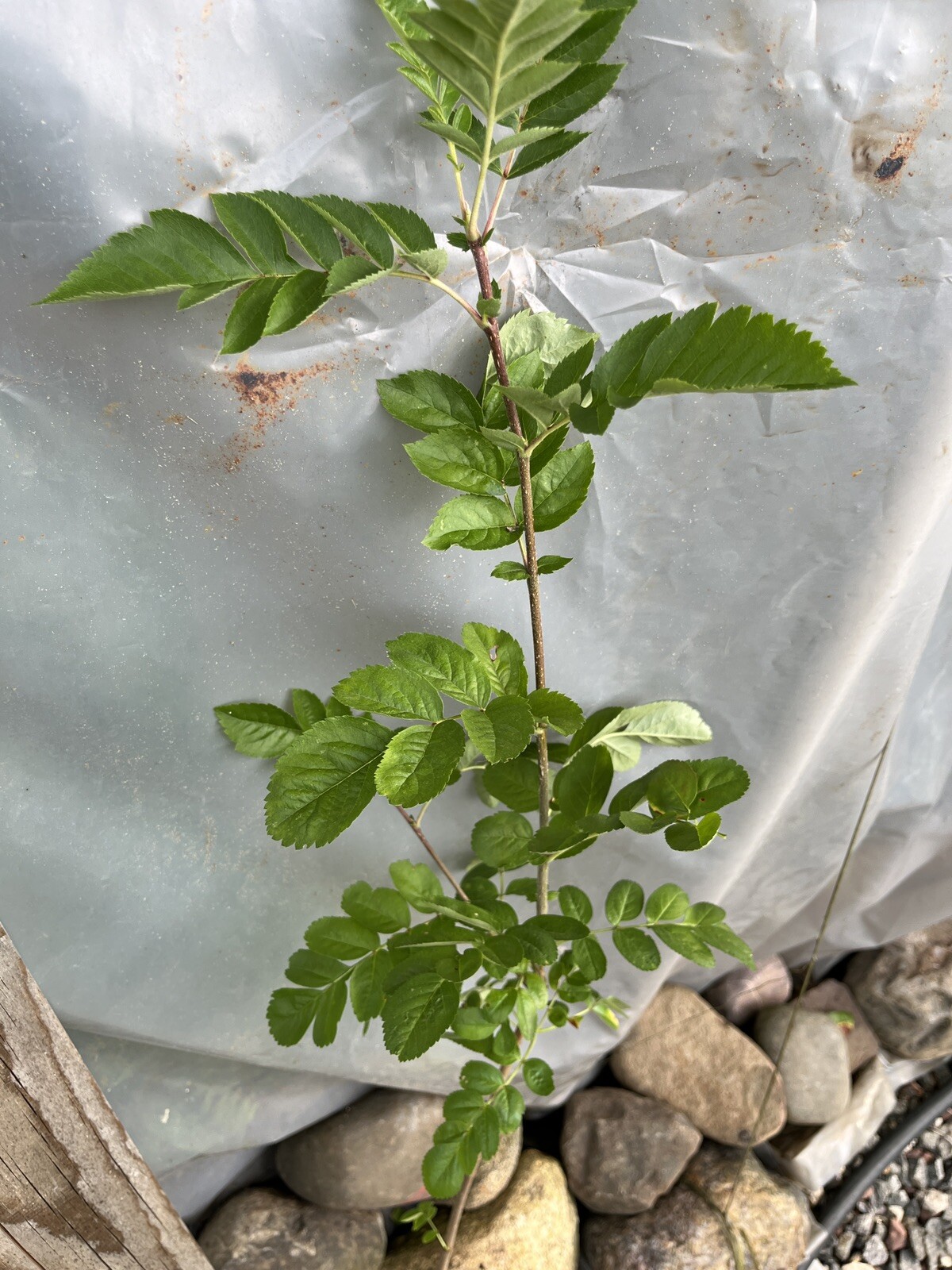 3-4 Ft Tall Ivan’s Belle (Granatnaya) Grafted Mountain Ash Hybrid