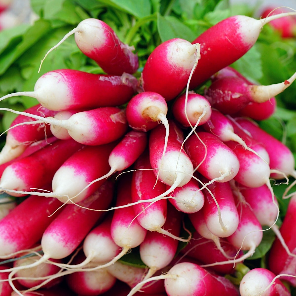 1 Lb French Breakfast Radish Seeds – Everwilde Farms Mylar Seed Packet